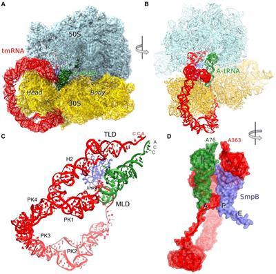 Endogenous trans-translation structure visualizes the decoding of the first tmRNA alanine codon